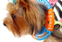 ���j�C���[�W